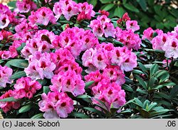 Rhododendron Nicoletta