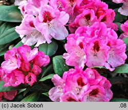 Rhododendron hort. Nicoletta