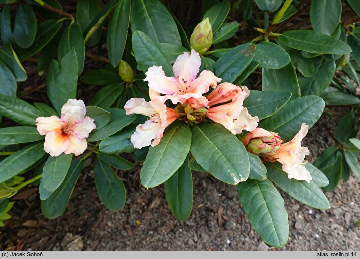 Rhododendron Norfolk Candy