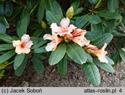 Rhododendron hort. Norfolk Candy