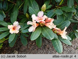 Rhododendron Norfolk Candy