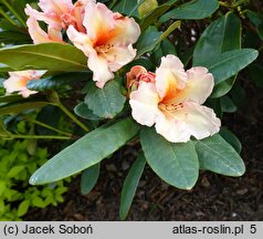 Rhododendron Norfolk Candy