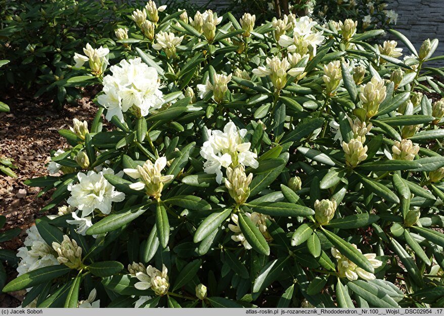 Rhododendron hort. Nr. 100