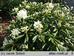 Rhododendron hort. Nr. 100