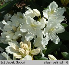 Rhododendron hort. Nr. 100