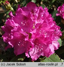 Rhododendron hort. Nr. 78