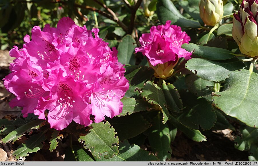 Rhododendron hort. Nr. 78