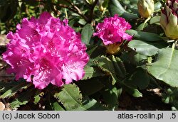 Rhododendron hort. Nr. 78