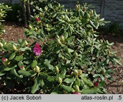 Rhododendron hort. Nr. 78