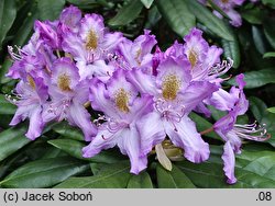 Rhododendron hort. Panenka