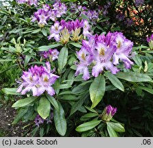 Rhododendron hort. Panenka