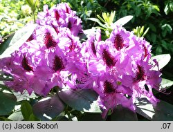 Rhododendron hort. Peter Alan
