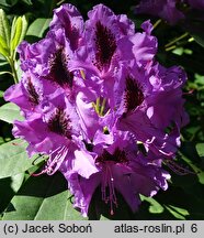 Rhododendron hort. Peter Alan
