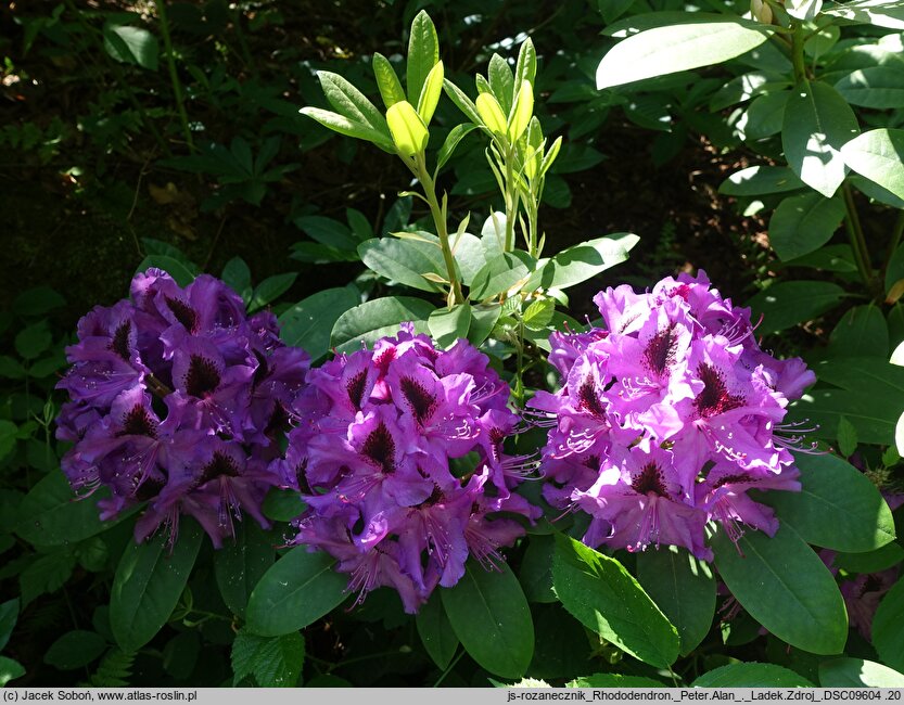 Rhododendron hort. Peter Alan