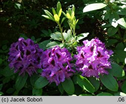 Rhododendron Peter Alan