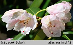 Rhododendron Ping Brightness