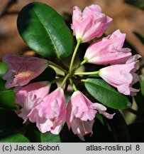 Rhododendron hort. Pink Brightness