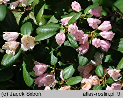 Rhododendron hort. Pink Brightness