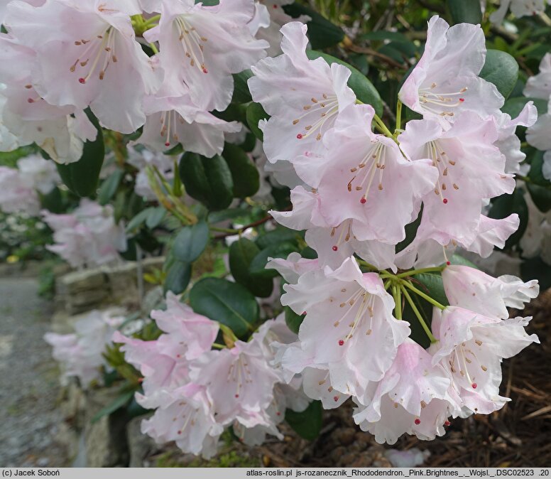 Rhododendron hort. Pink Brightness