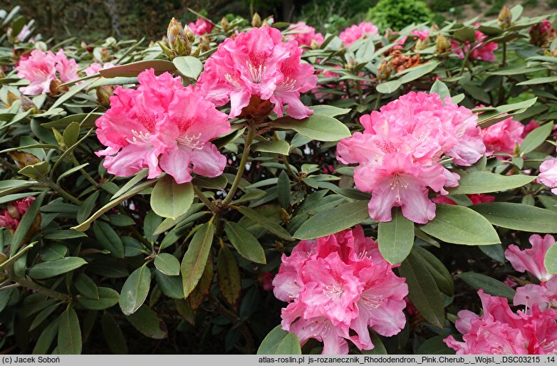Rhododendron hort. Pink Cherub