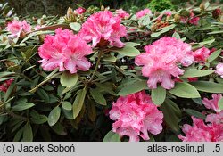 Rhododendron hort. Pink Cherub