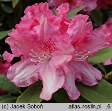 Rhododendron hort. Pink Cherub