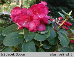 Rhododendron Pink Bountiful