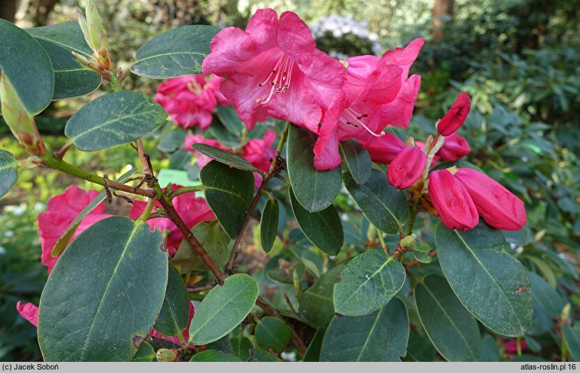 Rhododendron Pink Bountiful