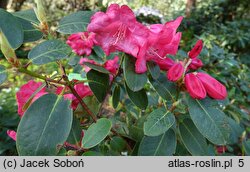 Rhododendron hort. Pink Bountiful