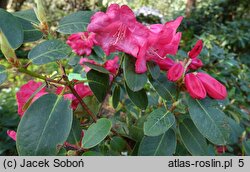 Rhododendron Pink Bountiful