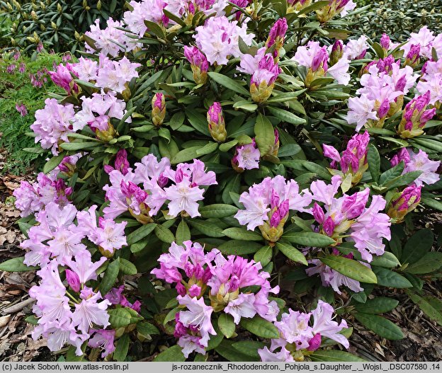 Rhododendron hort. Pohjola's Daughter