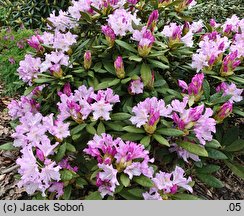 Rhododendron Pohjola's Daughter