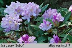 Rhododendron hort. Pohjola's Daughter