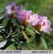 Rhododendron Prince Camille de Rohan