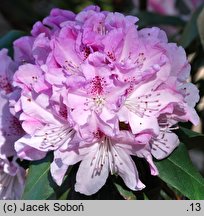 Rhododendron Prince Camille de Rohan