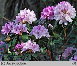 Rhododendron hort. Prince Camille de Rohan