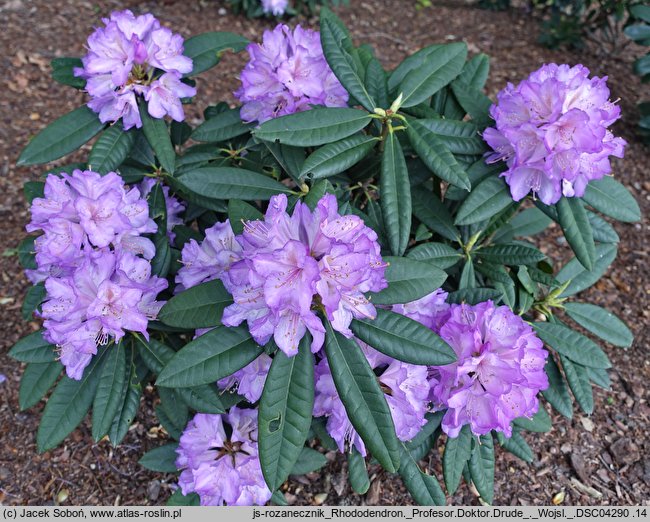 Rhododendron hort. Profesor Doktor Drude