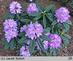 Rhododendron Profesor Doktor Drude