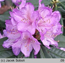 Rhododendron hort. Profesor Doktor Drude