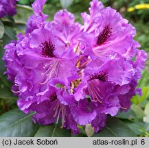 Rhododendron hort. Rasputin