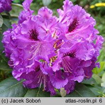 Rhododendron Rasputin