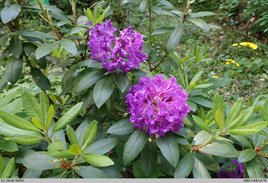 Rhododendron Rasputin