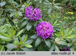 Rhododendron hort. Rasputin