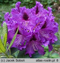 Rhododendron Rasputin