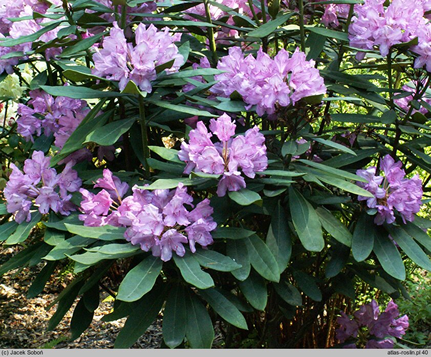 Rhododendron Rebe