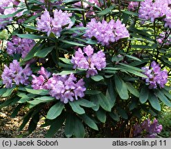 Rhododendron hort. Rebe