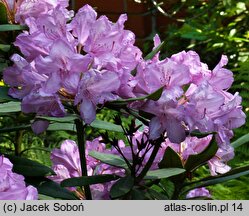 Rhododendron Rebe