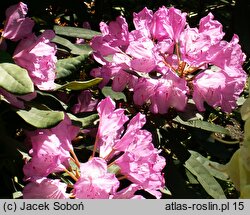 Rhododendron Rebe