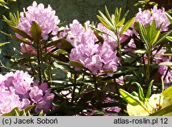 Rhododendron hort. Rebe