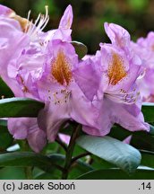 Rhododendron hort. Ricarda